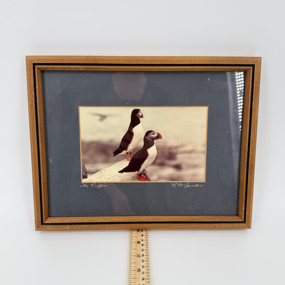 Framed Puffin Bird Print