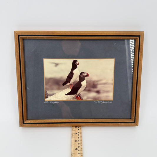 Framed Puffin Bird Print
