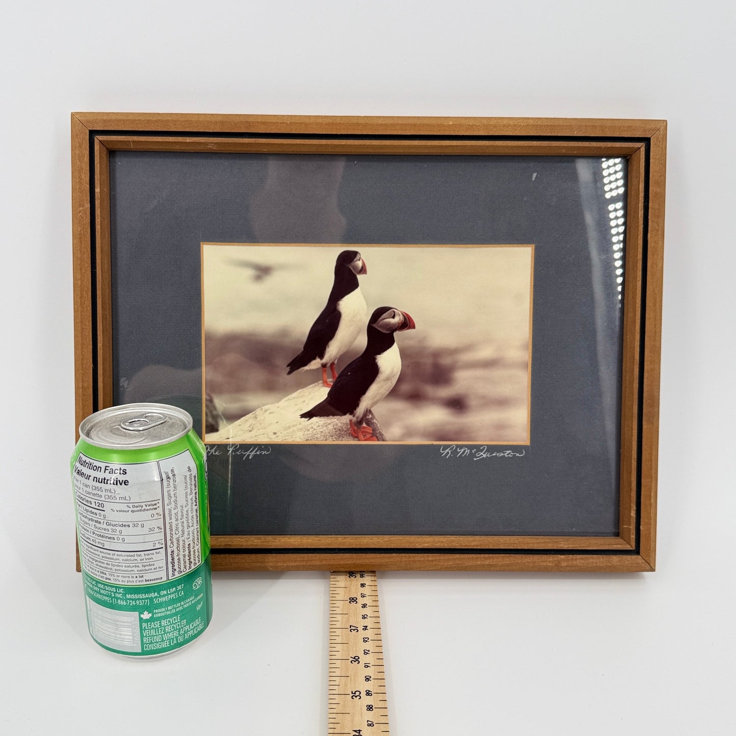 Framed Puffin Bird Print